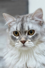 A beautiful grey Scottish kitten with brown eyes. He's playing with a pink ball. He's very angry. Horizontally. Soft focus.
