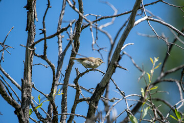 bird on a branch