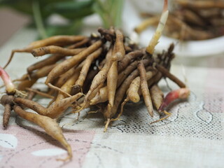 Boesenbergia rotunda, Kaempferia cochinchinensis Gagnep, Curcuma rotunda,  Kaempferia ovata Roscoe,...