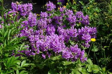 Fototapeta premium purple blossom of the ziest
