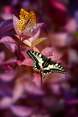 The Swallowtail butterfly or Papilion Machaon with Silver-washed Fritillary butterfly or Argynnis paphia are hunting for sweet petal with red leaves 
