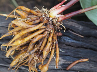 Boesenbergia rotunda Kaempferia cochinchinensis Gagnep. Kaempferia ovata Roscoe, Kaempferia pandurata Roxb fresh, vegetable food Thai herb on wooden, covid-19 coronavirus