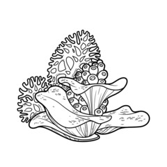 Sponges and large corals coloring book linear drawing isolated on white background