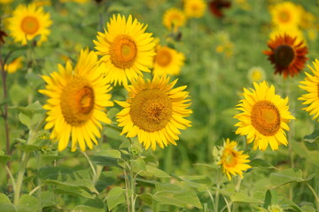 We have a large sunflower field in the countryside