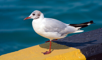 White seagull with red beak sitting on the dock. Seagull close-up on a blurred water background.