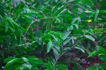 Obraz premium raindrops on green leaf on rainy day