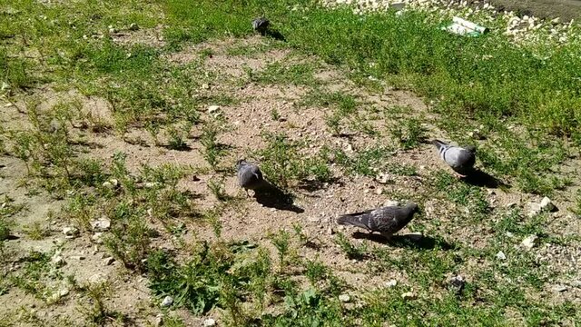 gray pigeons in the park in summer at daytime