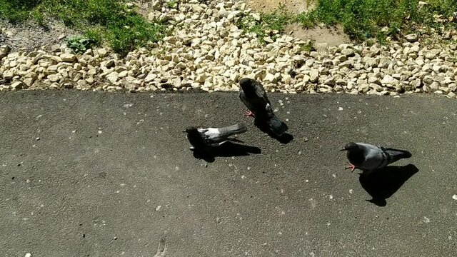 gray pigeons in the park in summer at daytime