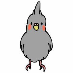 灰色のオカメインコ　正面