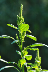 In nature, as a weed grows common amaranthus