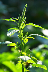 In nature, as a weed grows common amaranthus