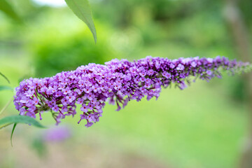 ブットレアの花/バタフライフラワー/バタフライブッシュ/房藤空木（フサフジウツギ）/ハーブガーデン/イングリッシュガーデン