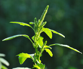 In nature, as a weed grows common amaranthus