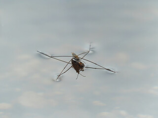 Closeup shot of Gerris lacustris or common pond skater © Ivica Gulija/Wirestock