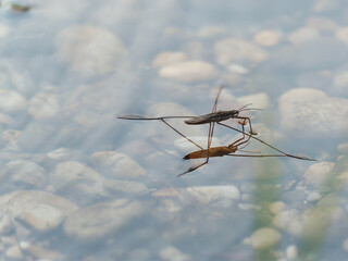 Closeup shot of Gerris lacustris or common pond skater © Ivica Gulija/Wirestock