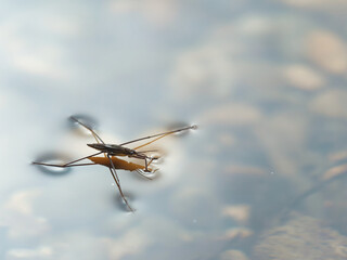 Closeup shot of Gerris lacustris or common pond skater © Ivica Gulija/Wirestock