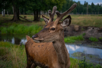 Close-up portrait of a beautiful young male Red deer (Cervus elaphus).  Front view.