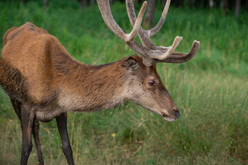 Majestic red deer stag in forest. Animal in nature habitat. Big mammal. Wildlife scene