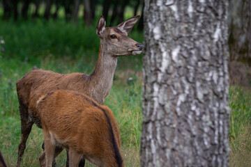 Roe deer, capreolus capreolus, buck with growing antlers licking on grass in summer. Young male mammal standing on meadow in sunlight. Roebuck looking on green field.