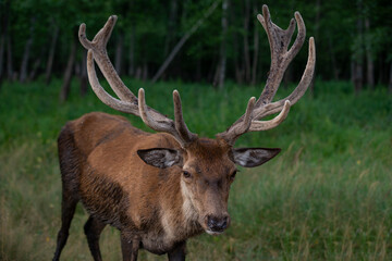 Close-up portrait of a beautiful young male Red deer (Cervus elaphus).  Front view.