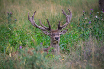 majestic deer with horns lies in a green grass in the woods and looks directly into the camera.