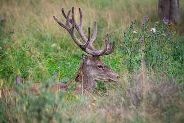 Majestic deer with horns sleep in a green grass in the woods