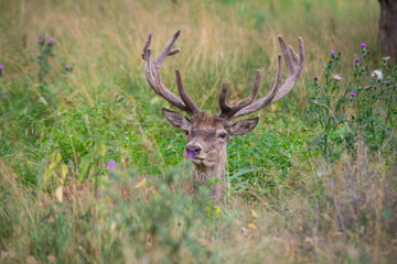 majestic deer with horns lies in a green grass in the woods and looks directly into the camera.