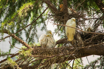 Intermediate egret, young birds and their mother in a nest.