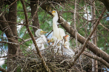 Intermediate egret, young birds and their mother in a nest.	