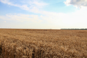 Wheat field in the evening