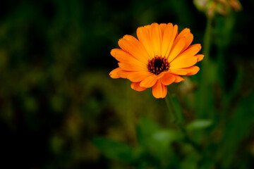 Single orange marigold blossom, calendula, against a naturally dark green background