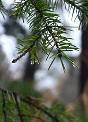 Naklejka premium new year, Christmas, holiday, pine, spruce, branch, branches, pine paw, spruce branch, drop, rain, flora, botany, pine forest, rain, wet, raindrops, summer, natural, natural, nature, evergreen, fresh