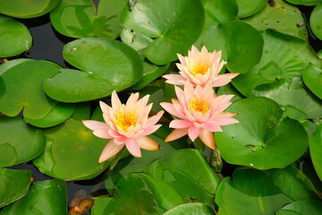 Pink Water Lily Pond - ピンク 睡蓮 花	 - obrazy, fototapety, plakaty