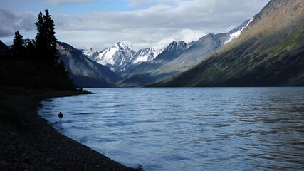 A sandpiper walks the beach in Twin Lakes, AK on a Summer evening, with snowy peaks in the distance.