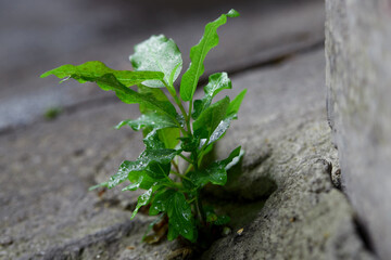 young tree plant growing isolated through the cracked concrete floor