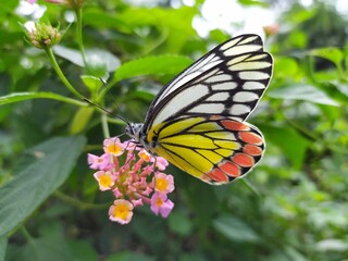 A  beautiful butterfly sucking a honey from flower.... 