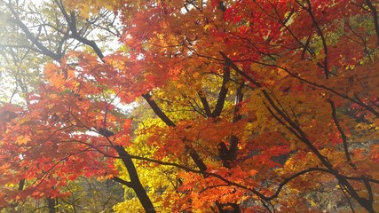 가을 단풍으로 물든 나뭇잎