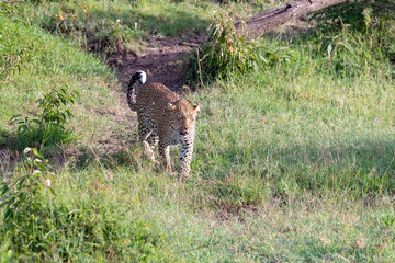 Leopard on the prowl in the savannah 