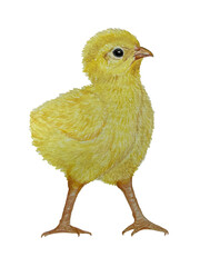 Newborn little cute chick, small baby bird. Yellow chick chick stands on its legs isolated on  a white background. Watercolor illustration Ink drawing