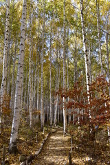 한국 인제의 자작나무 숲
