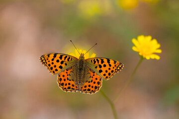 red butterfly on yellow flower, Issoria lathonia