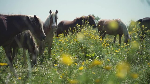 A brown horse eats herb flowers and grass in an outdoor field. Freedom animal nature slow motion scene. A herd of horses outside at countryside. Beautiful agriculture mammal grazing concept.