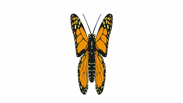 Animated black orange butterfly flaps. Looped video. Flat vector illustration isolated on white background.