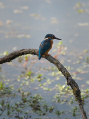 Splendid Exemplary with Beautiful Colors of Common Kingfisher, Alcedo atthis, on a Thin Branch