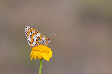butterfly nature macro photography flower, Melitaea cinxia