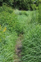 Obraz premium grass in the park