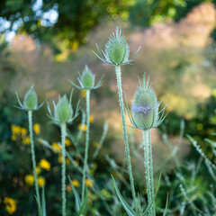 Dipsacus, Green Flowering Plant: Teasel with Prickly Stem