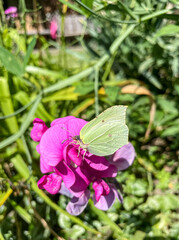 Zitronenfalter an einer Blume im Garten