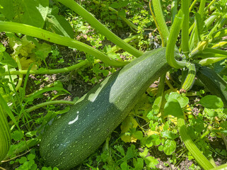 Zucchini Pflanze mit Frucht im eigenen Garten