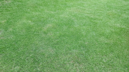 Fototapeta premium green grass background green lawn